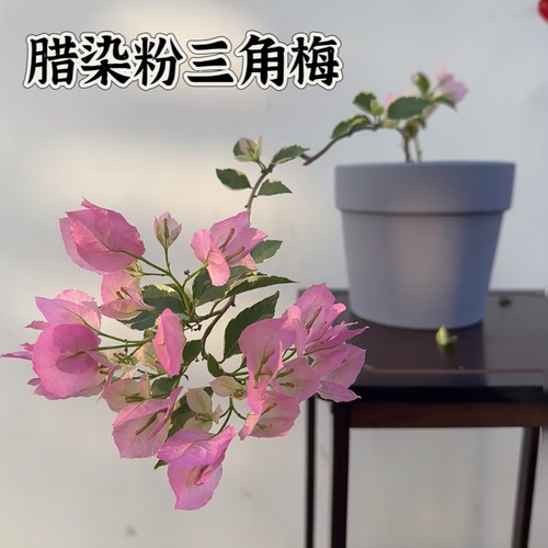 【腊染粉】三角梅袋苗新品种对版稀有花色阳台庭院基地直发包对版