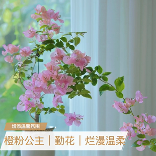 【橙粉公主】三角梅袋苗新品种对版稀有花色阳台庭院基地直发