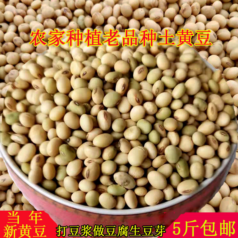 干黄豆食用农产品重庆梁平土特产农家自种当年冬豆小黄豆土豆子