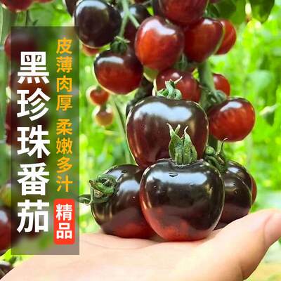 黑珍珠樱桃黑番茄种子四季黑西红柿种苗种籽西黑柿春季蔬菜种孑