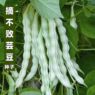 九粒白种子大全芸豆种籽白不老来少豆角四季菜豆蔬菜种孑芸豆种子