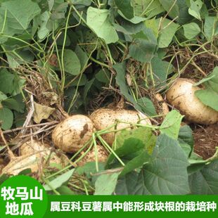 牧马山地瓜种子水果地瓜番薯种籽凉薯茎叶四季春蔬菜沙葛清凉土瓜