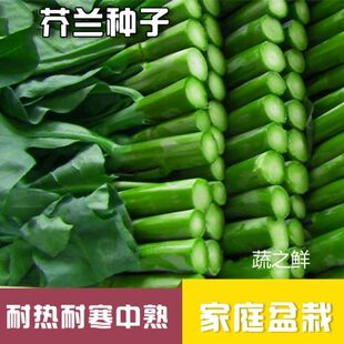 中粗芥蓝种子 芥兰菜种子 粗条菜心种四季播菜园植耐热耐寒秋季种