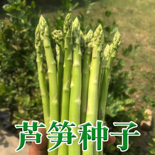 芦笋种孑种子苗根苗种根根种苗盆栽根苗籽带土蔬菜菜种籽蔬菜种子