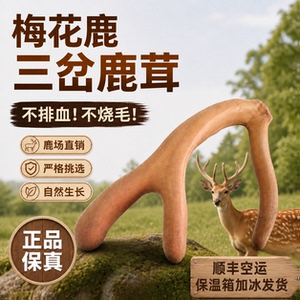 梅花鹿三岔新鲜带血整根鹿茸