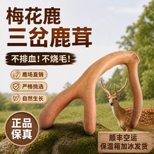 梅花鹿三岔新鲜带血整根鹿茸