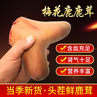 吉林鹿茸2025新割梅花鹿茸新鲜带血整枝整根200克鲜特级血茸正品