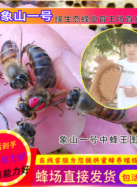 中蜂王蜂王活体王台阿坝