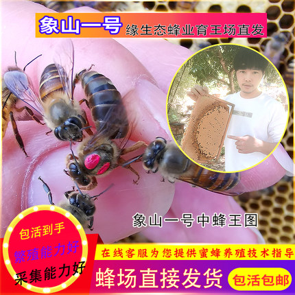 中蜂王蜂王活体种王台开产交尾阿坝高产王杂交处女产卵土陆河蜂王