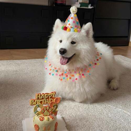 狗狗口水巾猫咪围脖宠物围兜生日装扮小配饰生日帽小狗道具0824k