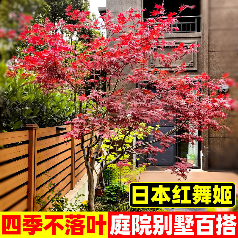 日本红枫树庭院别墅羽毛枫红舞姬耐寒绿植小叶鸡爪槭中国红枫枫树图片