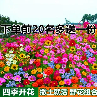 野花组合花种子格桑花种籽子四季 播种开花波斯菊花籽太阳花种孑子