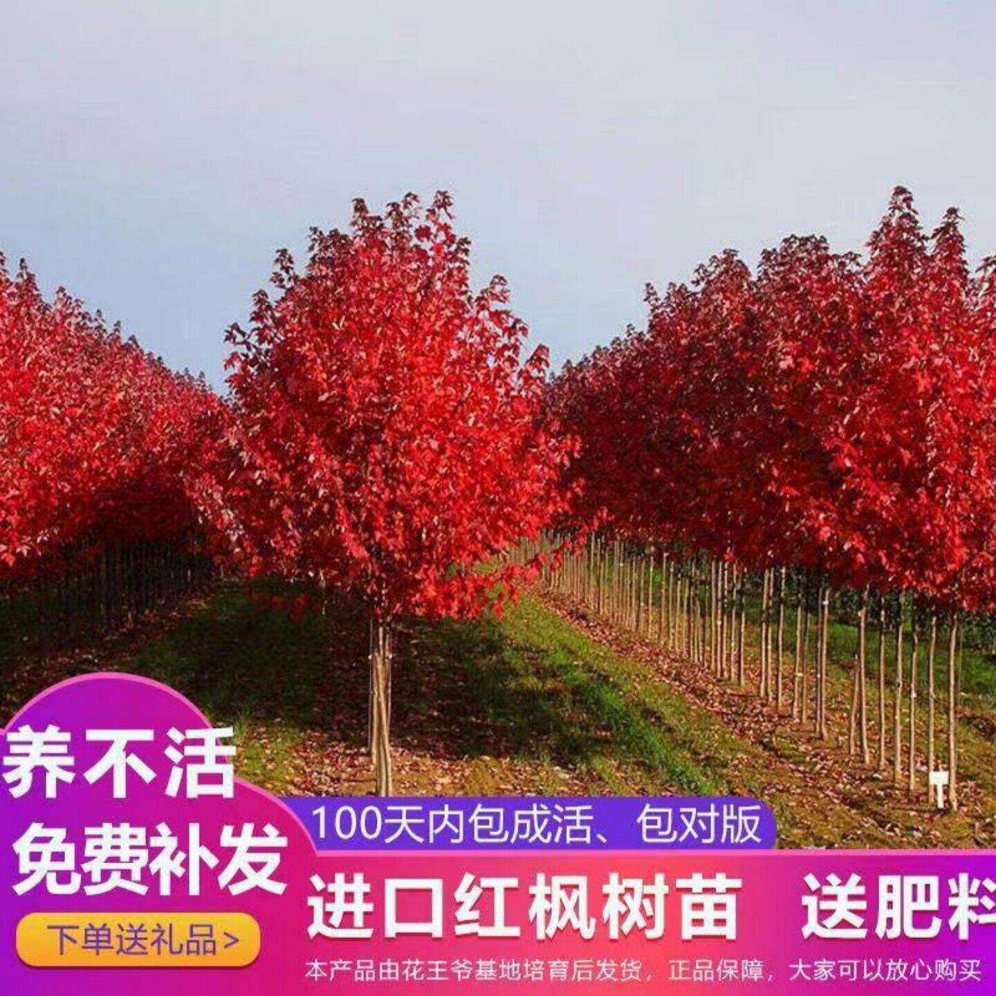 美国红枫树苗红冠地栽日本红枫红舞姬庭院绿化苗木观赏风景树图片