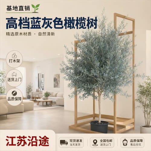 油橄榄树棒棒糖盆栽耐热耐寒