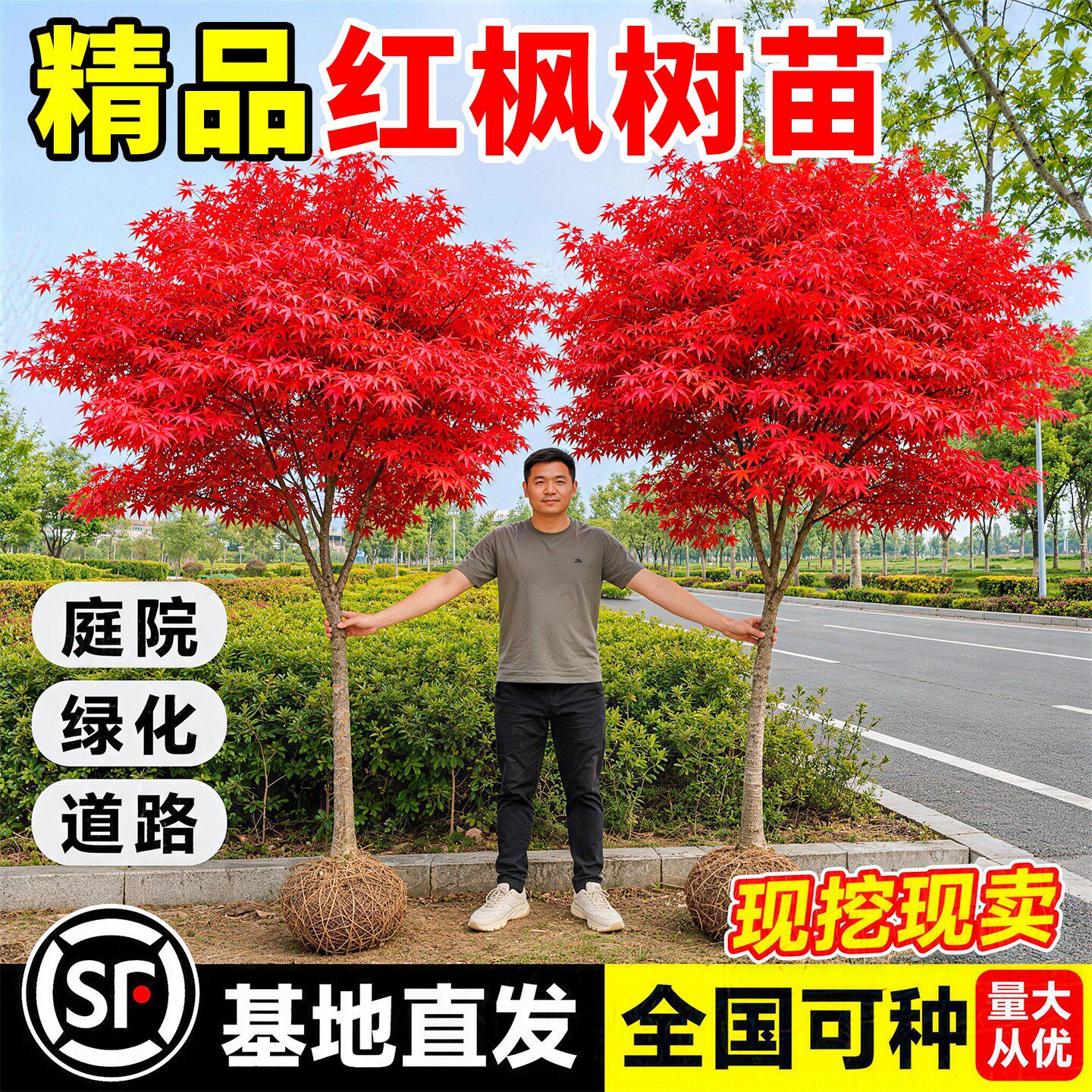 红枫树苗经典观叶盆景庭院地栽阳台盆栽四季红叶耐寒观赏绿化苗木图片