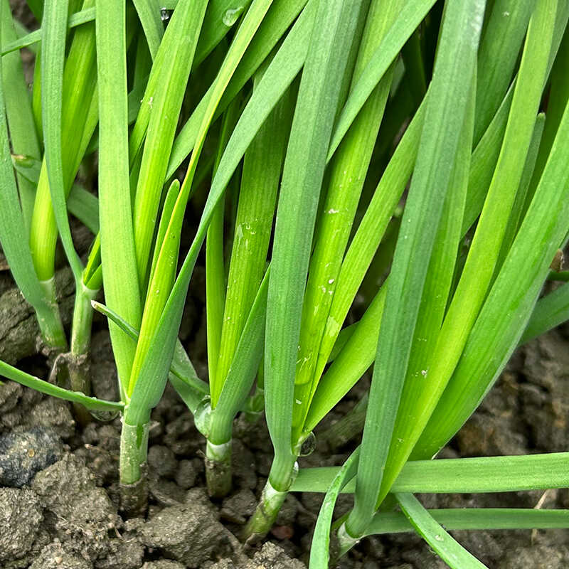 小叶子容易活四季批发韭菜根苗