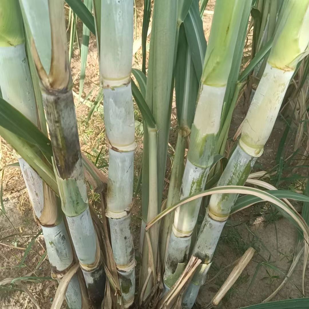 新品19619柳城1909广西特产甘蔗新品糖蔗高糖蔗现砍现发包邮一箱