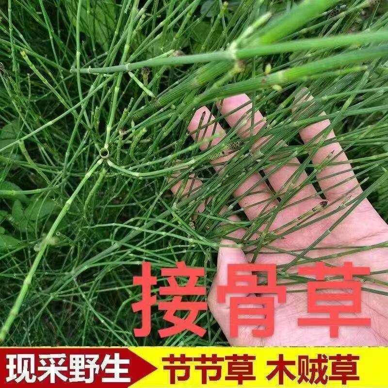 野生木贼草 节节草苗 接骨草 叶菜类