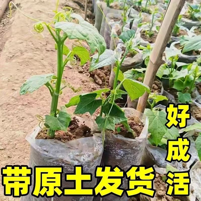 佛手瓜种瓜苗老瓜发芽带芽新鲜当