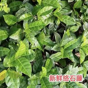 广西新鲜络石藤克草 络石屯草 爬墙虎络石草野生草络石藤包邮