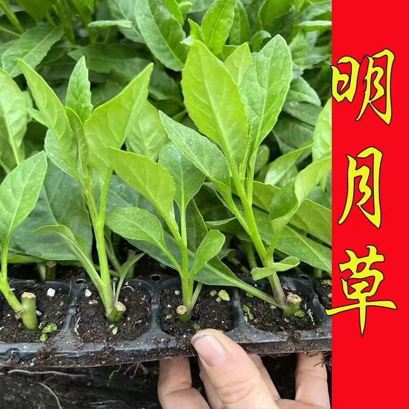 明月草富贵菜白子菜白背三七苗金鸡毛草四季可盆栽种植蔬菜