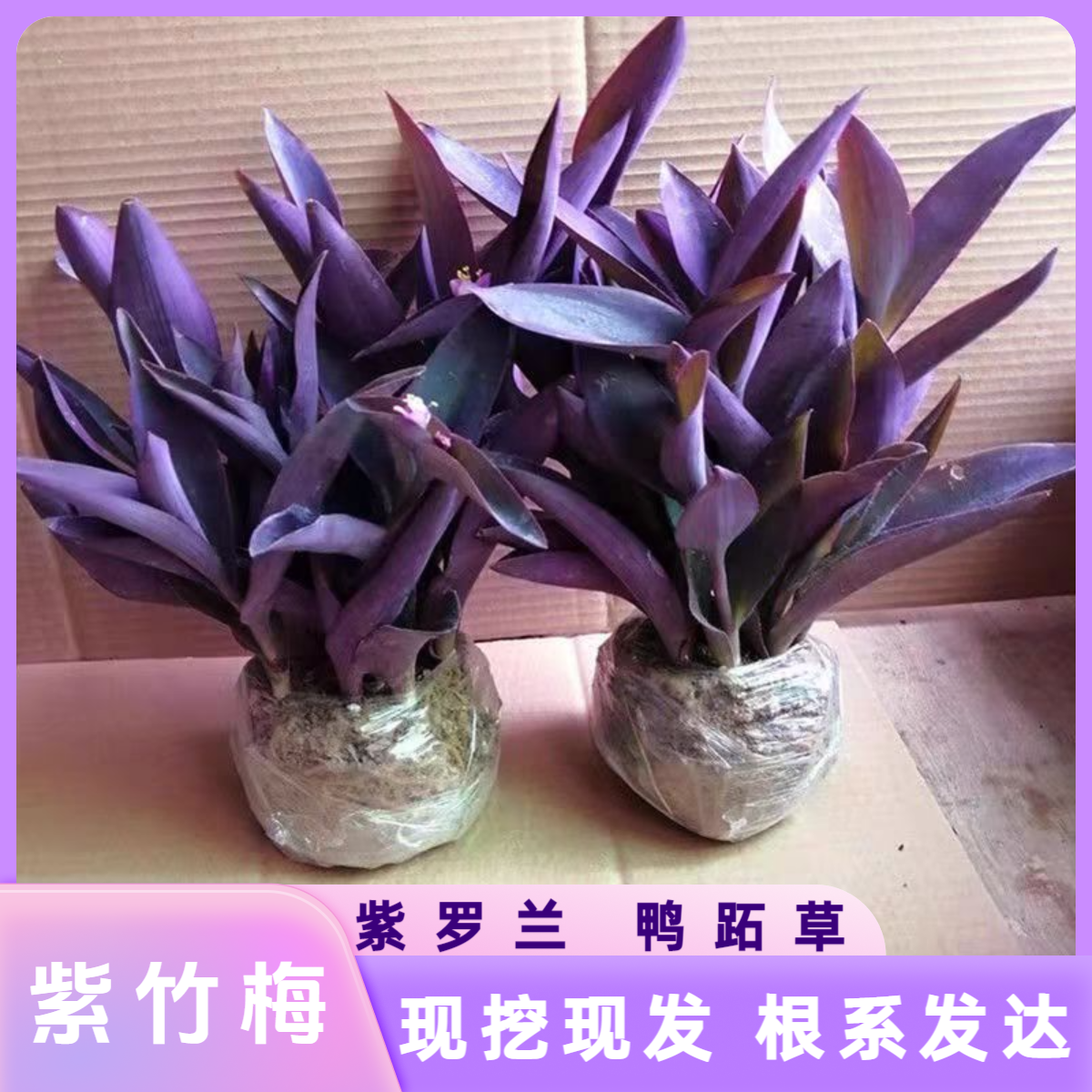 紫竹梅紫罗兰紫色吊兰室内室外阳台盆栽地栽鸭跖草好养活现挖现发