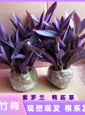 紫竹梅紫罗兰紫色吊兰室内室外阳台盆栽地栽鸭跖草好养活现挖现发