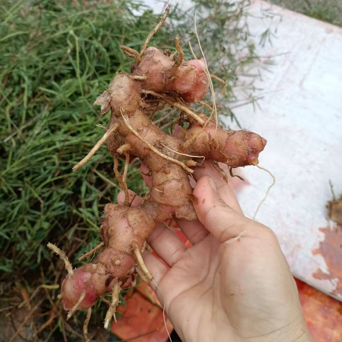 闭鞘姜广商陆水蕉花雷公笋樟柳头罗汉姜老妈妈拐棍白头到老送子姜