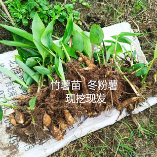 竹薯苗竹芋苗冬粉薯苗东京薯薯苗园林绿化苗耐寒庭院坡地种植现挖