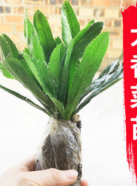 广西大芫荽苗番鬼芫茜现挖带根大香菜假芫荽广东刺芫荽傣味野刺芹
