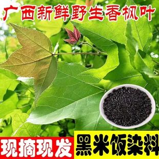 广西野生新鲜枫叶香枫叶三月三糯米饭枫叶现摘现发黑米木叶