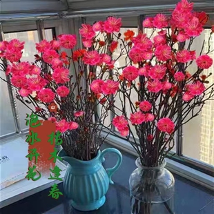 工人种植干枝映山红 干支雪柳 杜鹃水培开花 鲜切花 好养银柳枝