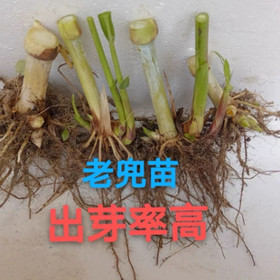 无毛甜象种草苗巨菌草苗皇竹草苗老蔸苗牧草种节种苗多年生耐寒苗