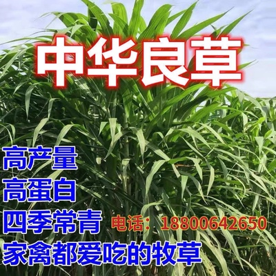 耐寒中华良草种节多年生四季常青高产养殖牛羊鱼兔牧草畜牧草种节