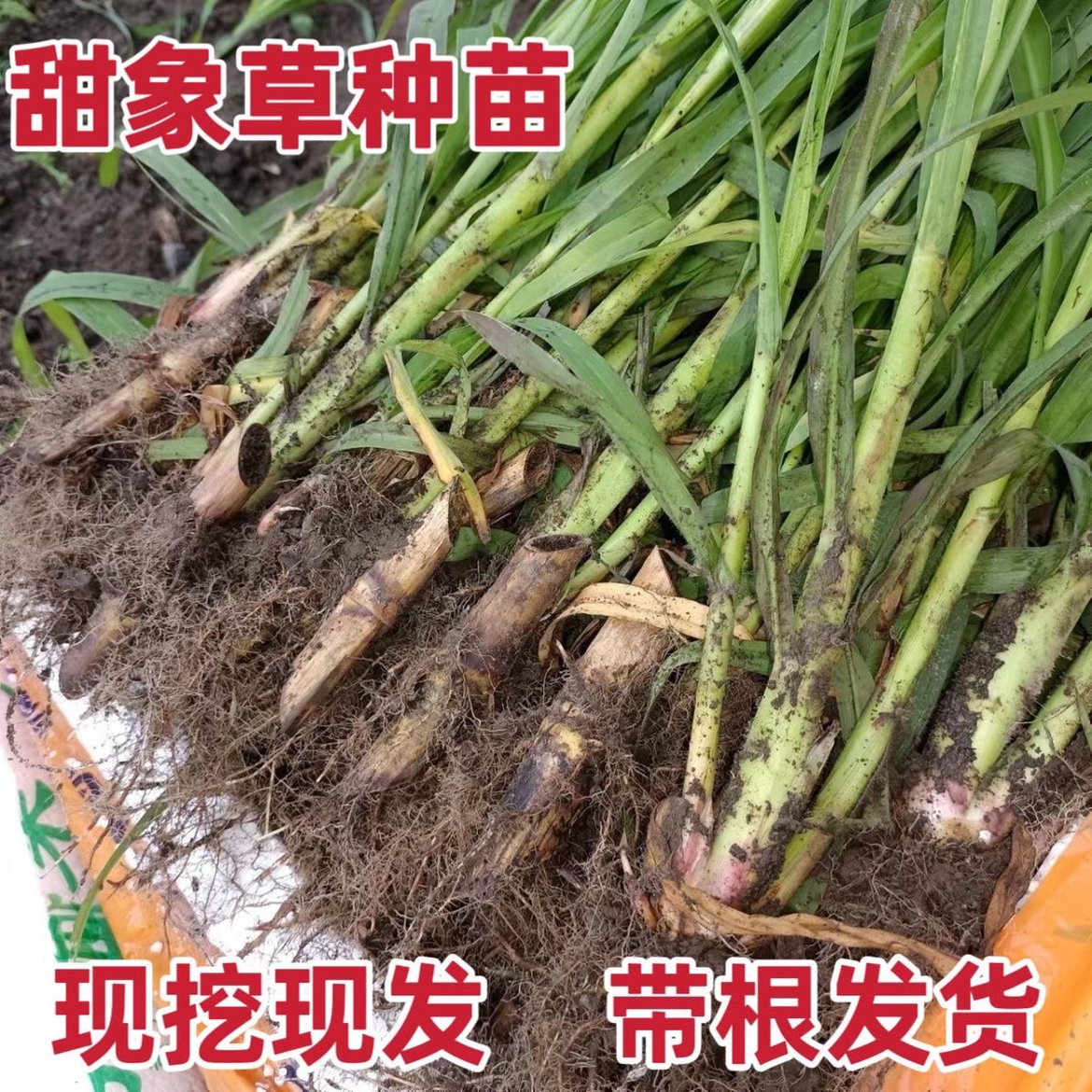 高产无毛甜象草三号种苗四季多年生牧草新型皇竹草苗耐寒巨菌草苗 鲜花速递/花卉仿真/绿植园艺 种苗/半成品盆栽 原图主图