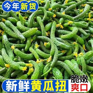 山东拇指粗细小黄瓜带刺黄瓜扭小青瓜腌制用瓜腐烂包赔5斤装