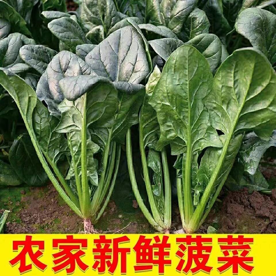 新鲜菠菜现摘现发农家自种菠菜时令蔬菜火锅涮菜凉拌热炒