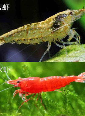 黑壳虾除藻虾淡水鲜活观赏虾清洁工具彩色小虾极火虾生态瓶小虾