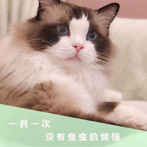 猫咪的杂七杂八