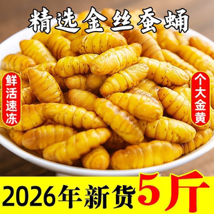 山东特产新鲜金丝蚕蛹冷冻黄蛹特产速冻蚕蛹一整箱商用批发包邮
