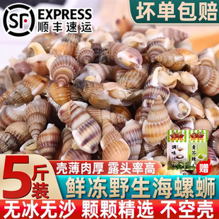 海锥海瓜子海螺丝海丁鲜活冷冻当季新货新鲜海螺蛳批发商用顺丰