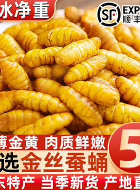 金丝蚕蛹新鲜鲜活速冻金丝蚕小蚕蛹山东特产农家桑蚕蛹黄金蛹顺丰