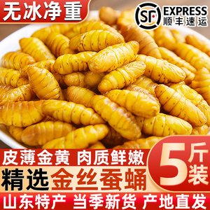金丝蚕蛹新鲜鲜活速冻金丝蚕小蚕蛹山东特产农家桑蚕蛹黄金蛹顺丰
