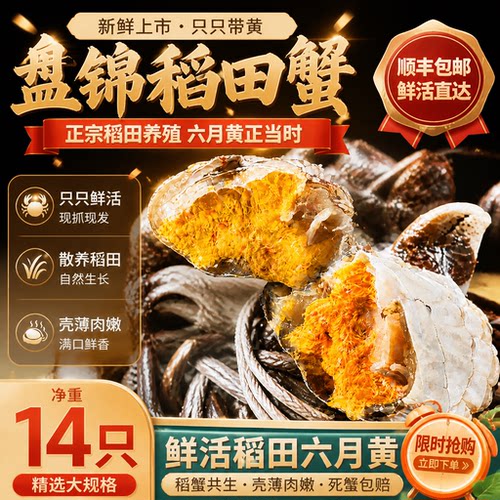 精品六月黄螃蟹鲜活大闸蟹辽宁盘锦现捞现发河蟹礼盒顺丰足斤足两