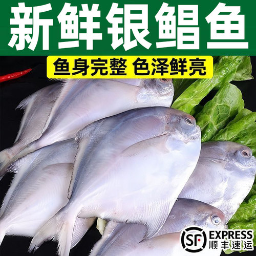 野生海捕鲜活速冻小号银鲳鱼