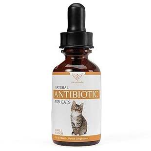 Cat Natural Cats Antibiotics Anti for