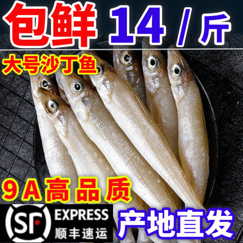 沙丁鱼新鲜尖梭鱼鲜活冷冻大丁尖鱼深海鱼宝宝辅食商用海鲜水产