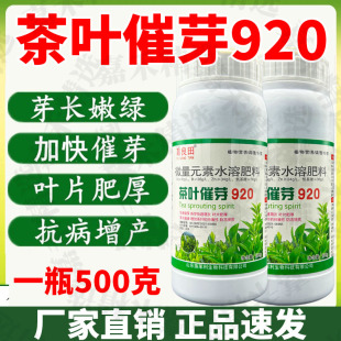 茶叶催芽920强力催芽芽长嫩绿叶绿肥厚芽多芽嫩提前采摘茶树专用