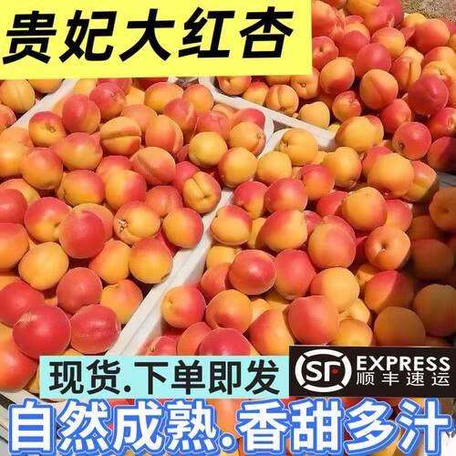 现货贵妃胭脂大红杏自然熟放心吃