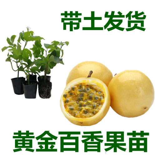百香果苗当年结果价格 多少钱